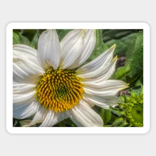 White Coneflower Newly Opened by Debra Martz Sticker